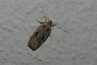 Agonopterix ocellana