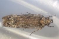 Psoricoptera gibbosella