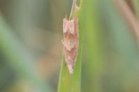 Eucosma conterminana