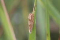 Eucosma conterminana