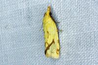 Agapeta hamana