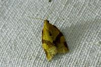 Clepsis consimilana