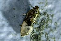 Hedya nubiferana