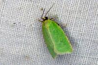 Tortrix viridana