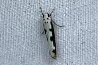 Ethmia bipunctella