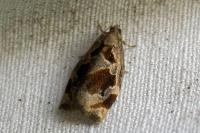 Archips crataegana
