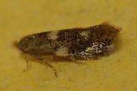 Bucculatrix cidarella