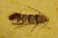 Phyllonorycter klemannella