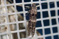 Sorhagenia