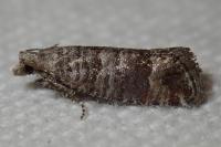 Clavigesta sylvestrana