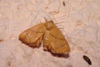 Apoda limacodes