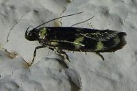 Oegoconia