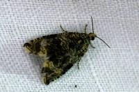 Celypha lacunana
