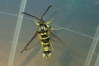 Synanthedon vespiformis
