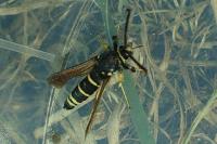 Paranthrene tabaniformis