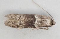 Hypatopa segnella