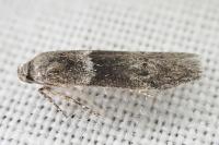 Hypatopa segnella
