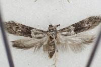 Hypatopa segnella