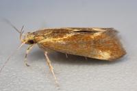 Metalampra italica