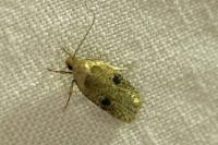 Agonopterix propinquella