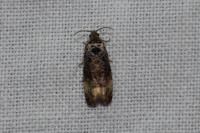 Endothenia gr. gentianaeana