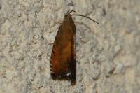 Pammene aurita