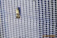 Cochylis