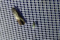 Pammene fasciana