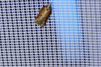 Acleris