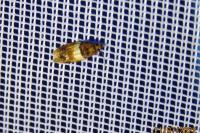 Epinotia festivana
