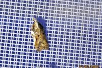 Acleris cristana