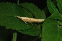 Ypsolopha nemorella