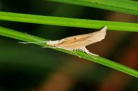Ypsolopha nemorella