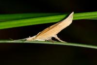 Ypsolopha nemorella