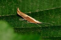 Ypsolopha dentella