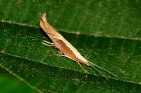 Ypsolopha dentella