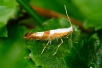 Argyresthia pruniella