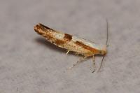 Argyresthia pruniella