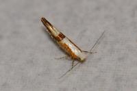 Argyresthia pruniella