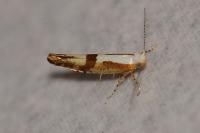Argyresthia pruniella