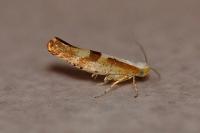Argyresthia pruniella