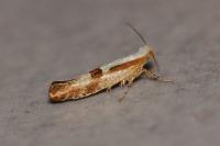 Argyresthia pruniella