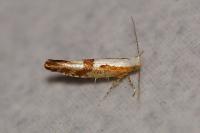 Argyresthia pruniella