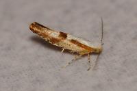 Argyresthia pruniella