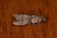 Blastobasis glandulella
