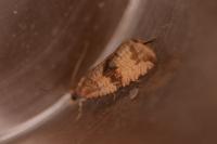 Celypha striana
