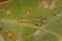 Choreutis nemorana