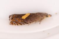 Dichrorampha petiverella