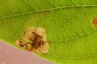 Fomoria septembrella