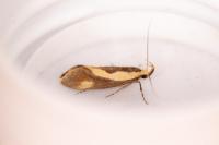 Harpella forficella
